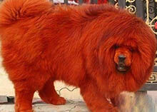 纯红藏獒为什么取名为江山一片红，数量不超过20只