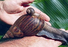 世界上最大的蜗牛，非洲大蜗牛入侵广州（可以吃）