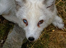 冰岛唯一的陆地哺乳动物，北极狐十分珍贵