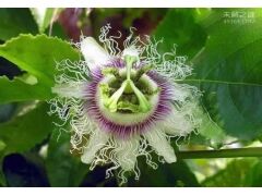 世界上最阴险的吃人植物，它是一种吃人的花