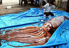 日本人发现地震乌贼，拍摄小组首次拍摄到活体乌贼