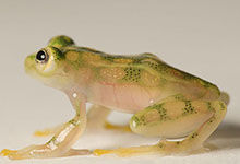 玻璃蛙腹部皮肤透明内脏清晰可见，所有隐私一览无余