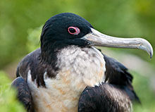 飞行冠军“军舰鸟”(418公里/小时)，飞行时犹如闪电