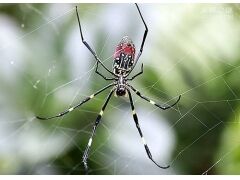 棒络新妇惊现公园，能不能作为宠物养（有毒）?