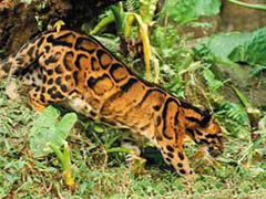 台湾云豹是不是真的灭绝了?野外的生物学家拍摄画面是真是假