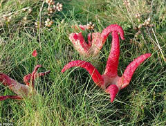 英国乡间拍摄到“外星植物”：名为阿切氏笼头菌的真菌