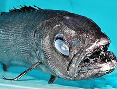 日本老师逼着学生吃异鳞蛇鲭:有毒但吃不死人