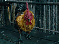 “怒晴鸡”为何是六翅蜈蚣的克星?有这个品种的鸡么！