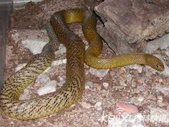 全球十大致命毒蛇：比钻石贵重的毒液