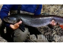 哲罗鲑竟是&ldquo;湖怪&rdquo;科学分析世界上湖怪不存在