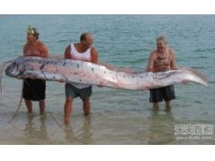 全球12种神奇生物 海洋中竟有独角兽