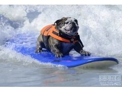 世界上最怪癖的奇葩动物 见过一种就不错了