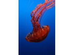 海洋奇特水母盘点：灯塔水母不会死亡的生物