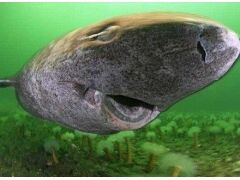 信不信？尼斯湖水怪之谜：竟然是因为这样