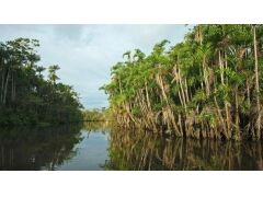 亚马逊丛&ldquo;寄生鲇&rdquo;能够沿着尿液进入人类的尿道