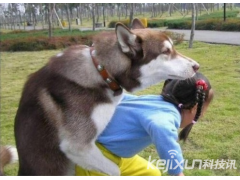 终极目标是人类！动物界交配法则也乱伦