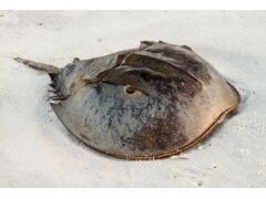 鲎趣琐谈 关于鲎的十个秘密