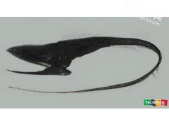 盘点那些令人不寒而颤的恐怖生物