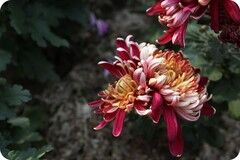 一个转身，夏天就成了故事；一次回眸，秋天便成了风景