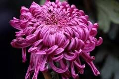 打卡趵突泉菊花展，各色菊花泉畔竞相开放