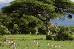 中国人去到非洲，为何不到一年就迎娶黑人妻子？华人：各取所需