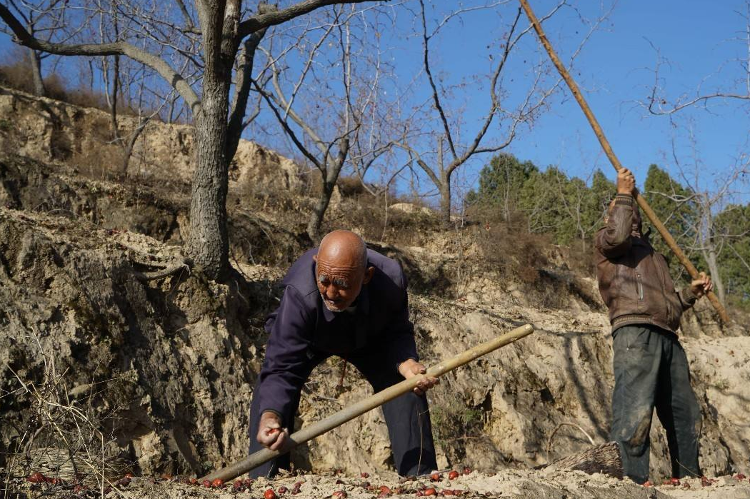 陕西榆林最穷的县，要什么没什么，只有红枣拿得出手