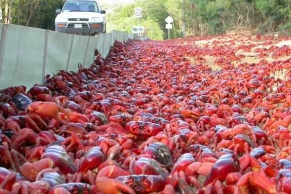 世界最“任性”天桥，建好后不让人走，只为保护它们的安全