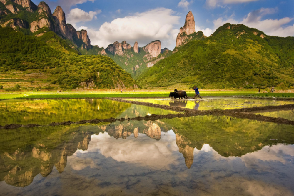 游人旅行浙江仙居，可欣赏到青翠的宋竹林，以及油菜花海