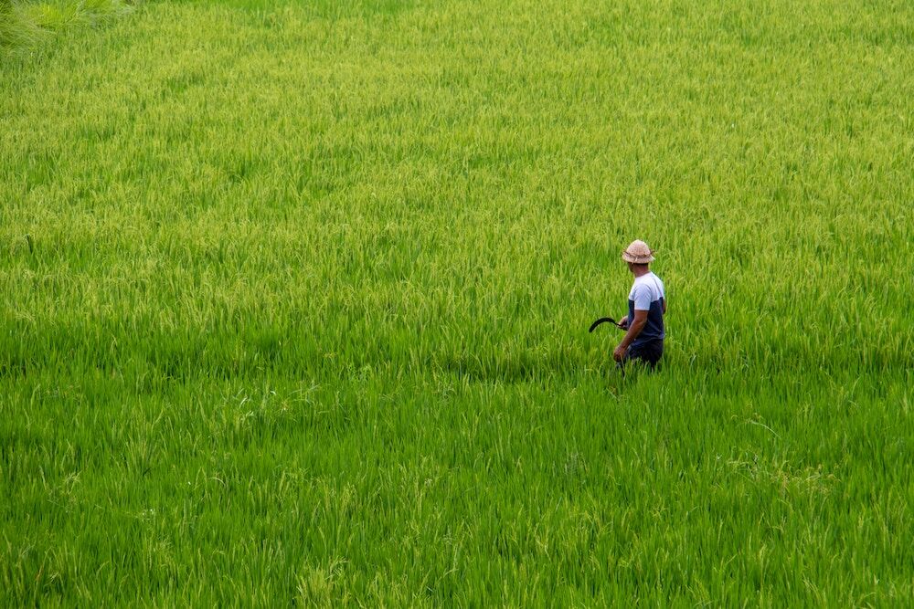 阿里巴巴与袁隆平团队合作：未来 10 年种植 1 亿亩耐盐碱地水稻