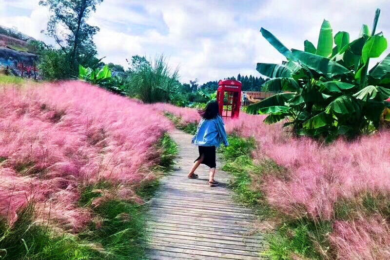 秋末重庆出游推荐！打卡香水百荷粉黛花海，一秒拍出风景大片