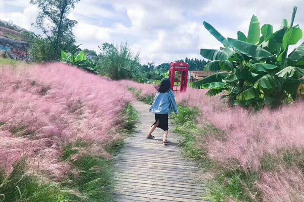 少女心炸裂！9月重庆网红粉黛梦幻来袭，快来香水百荷打卡吧！