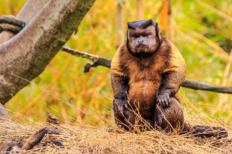 国内最受欢迎的十大野生动物园盘点 你有去过吗？