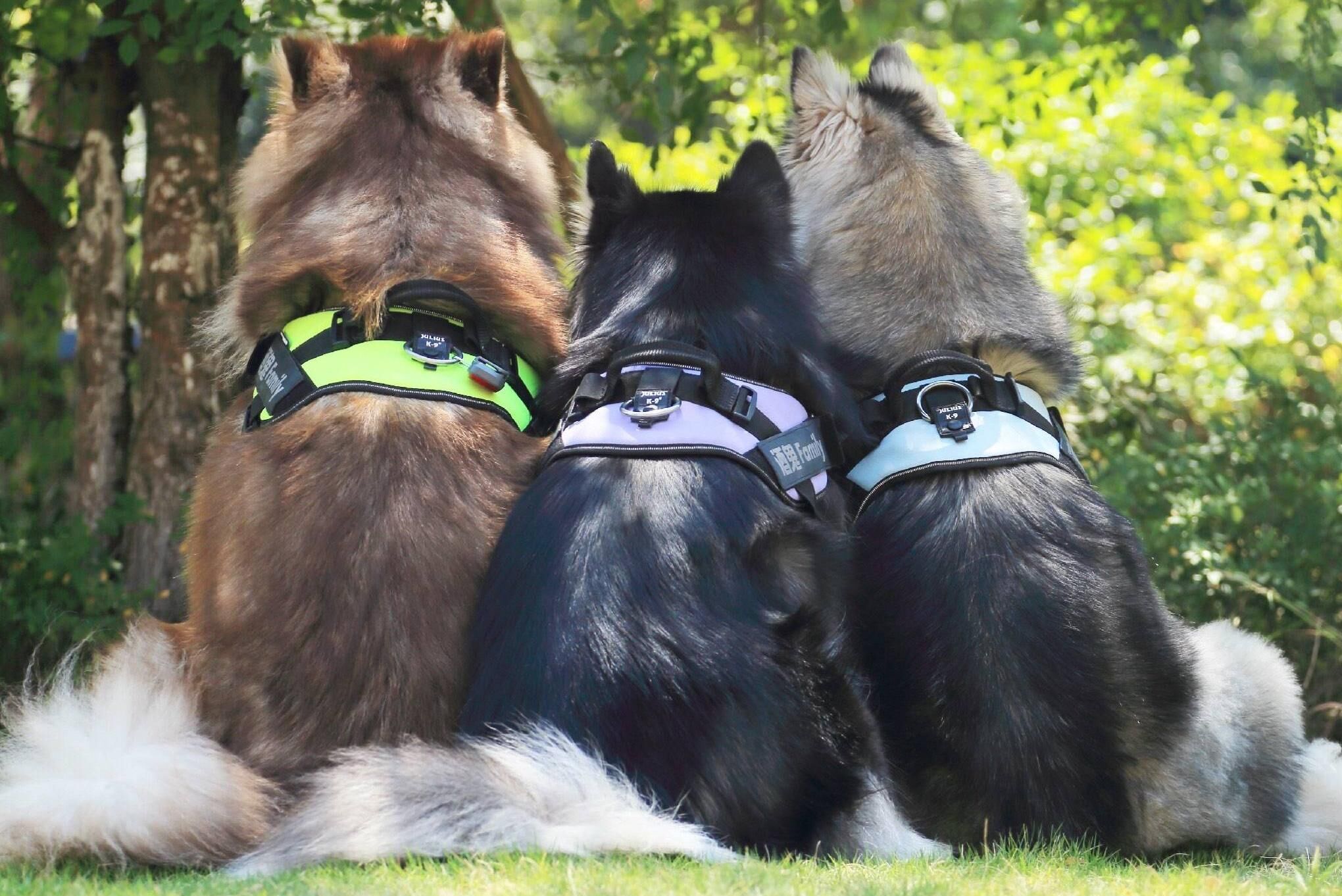 《爸爸去哪儿》与这国内首档宠物旅行节目相比你更愿意看哪一个？