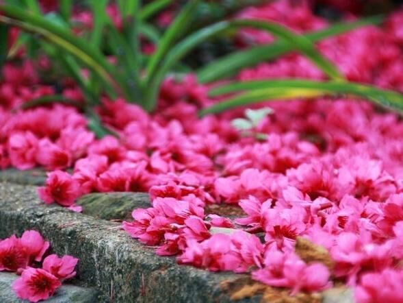 超值美景|赏花篇！拿好这份超值指南
