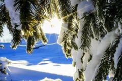 镜头｜大雪已至仲冬始