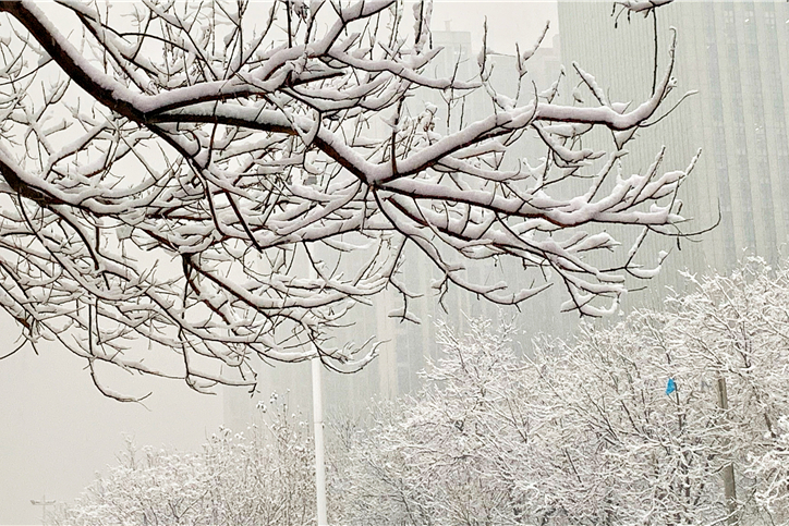 河北石家庄迎来2020年的第一场大雪，庄里银装素裹美成了童话