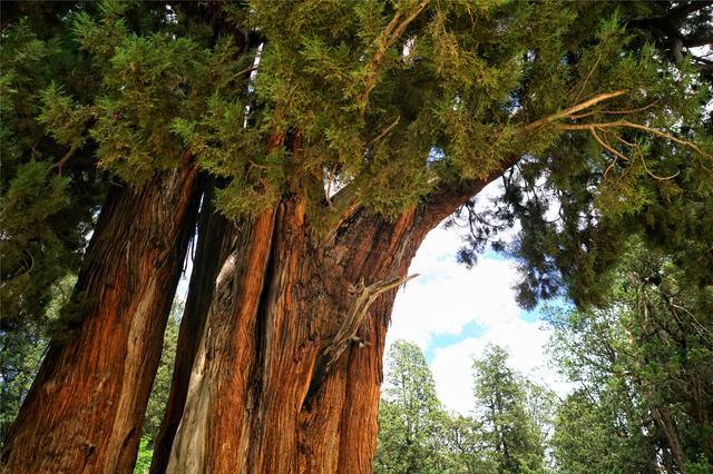 世界柏树之王在西藏林芝，3235岁12个人才可以合抱住