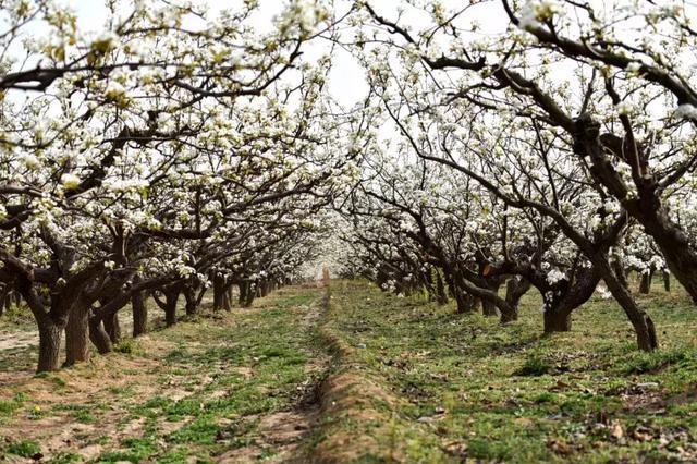 当烂漫遇见激情——威县梨花节最全游玩攻略来啦
