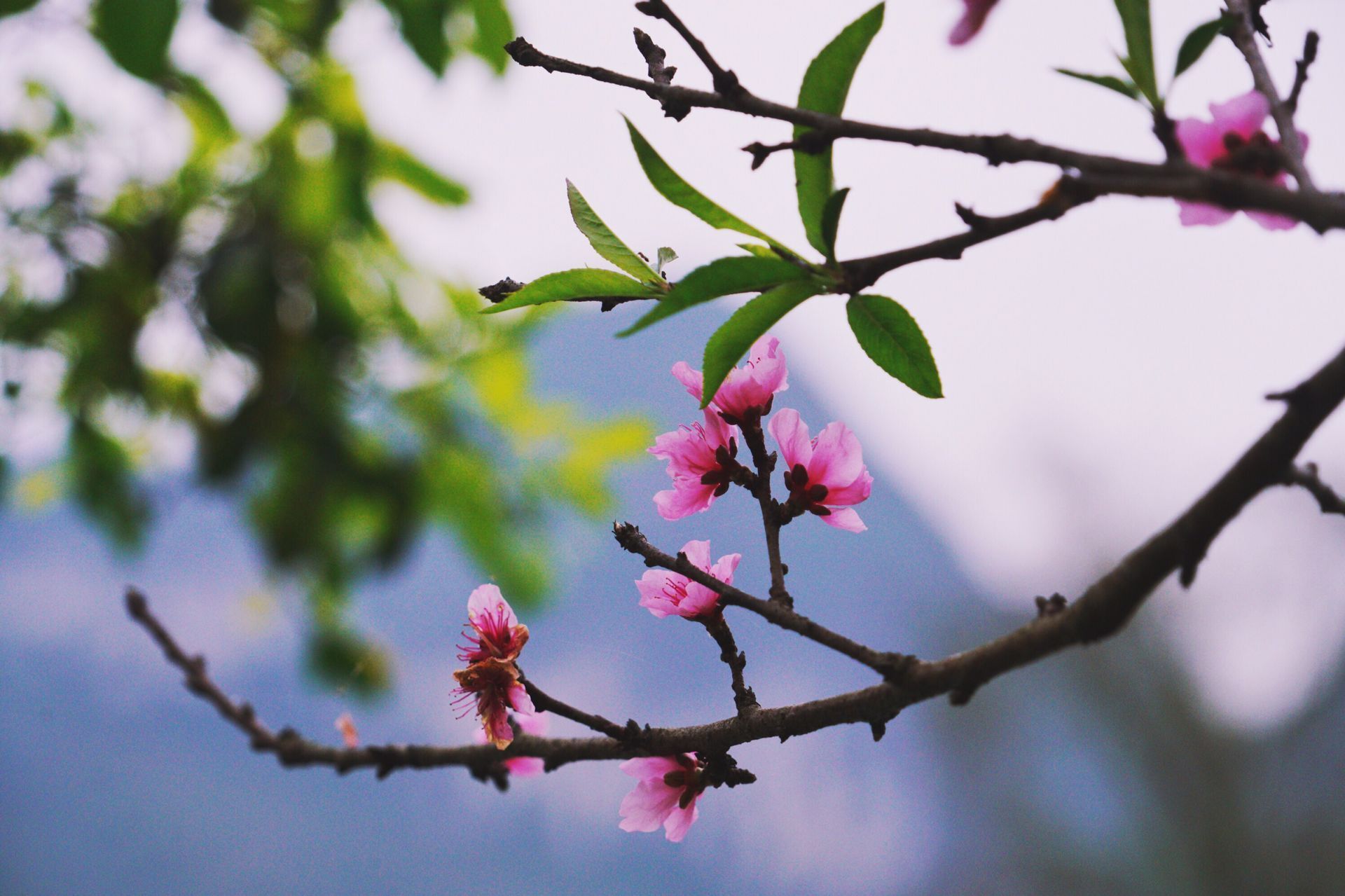 春天了，你是否也想去远方旅行？