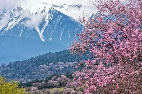 沿着318去西藏，追寻中国最美的春天