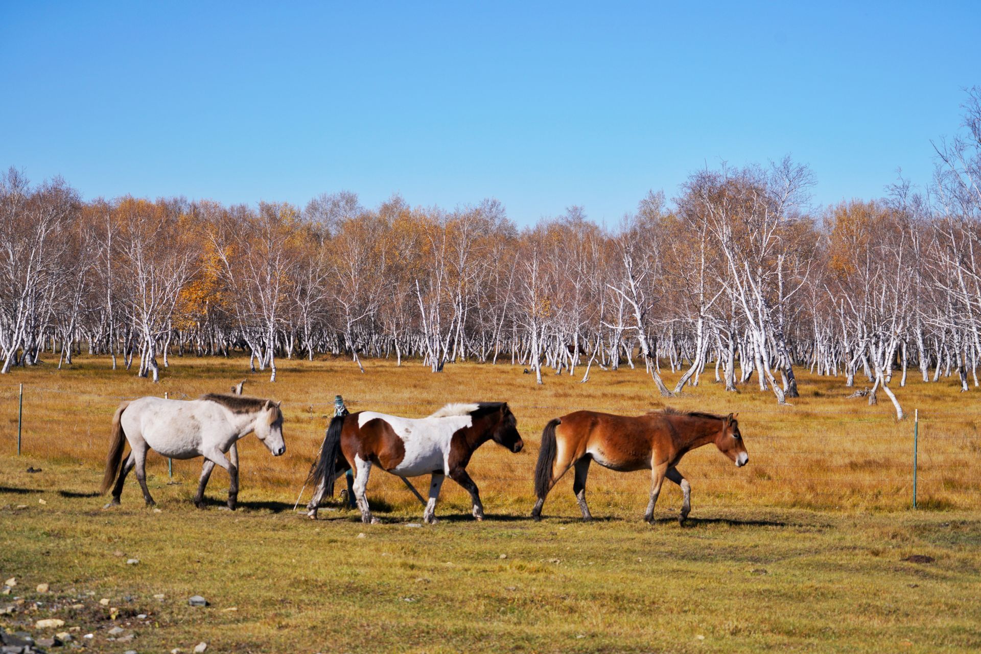 锡林郭勒大草原深处的秘境，1000公顷白桦林点缀最美的秋天