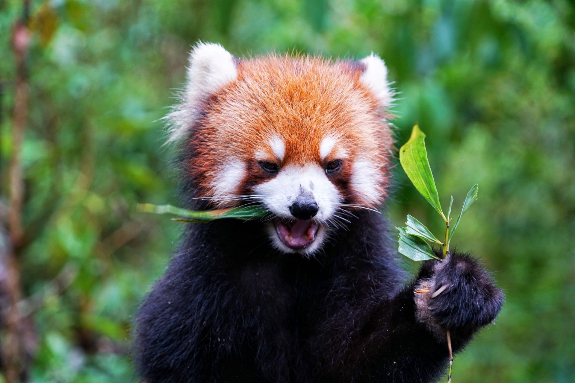 中国面积最大的南亚热带季风常绿阔叶林，和犀牛的相遇