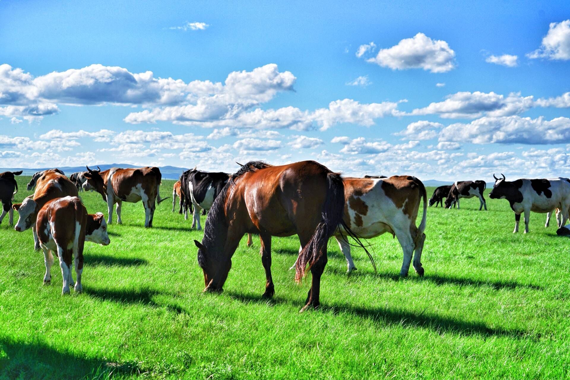 北国碧玉，人间天堂，遇见最美的呼伦贝尔