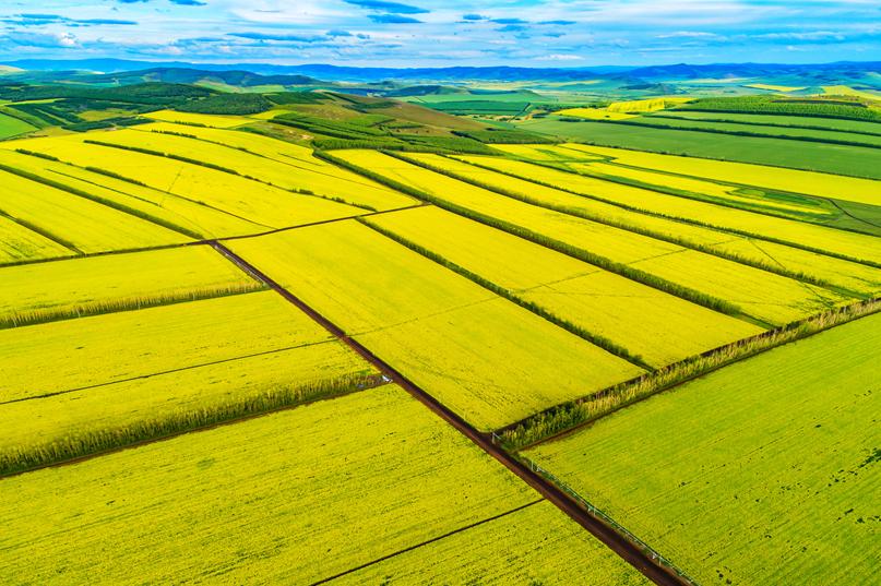 避暑最佳目的地推荐，呼伦贝尔的油菜花已经开好了