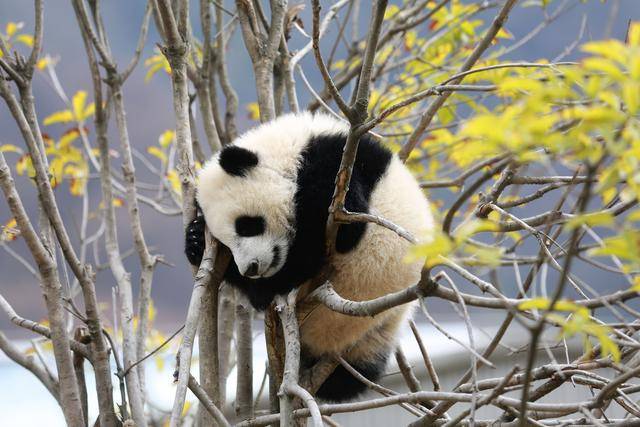 大熊猫的特点行为图片