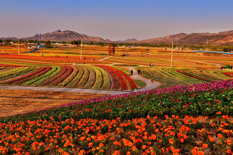 还想着去荷兰？狼牙山500亩郁金香带给你同样的震撼