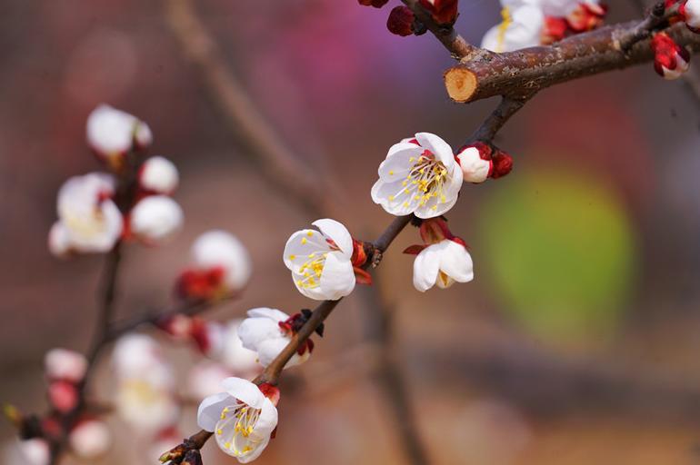 巨鹿之战的发生地，如今万亩杏花盛放等你来赏