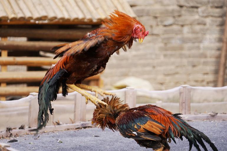 精彩的斗鸡表演，就在开封汴京公园里面