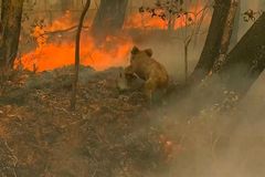 野火烧不尽，澳洲三分之一考拉死于大火