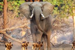 《科学》预测：这十大科学事件最可能上头条